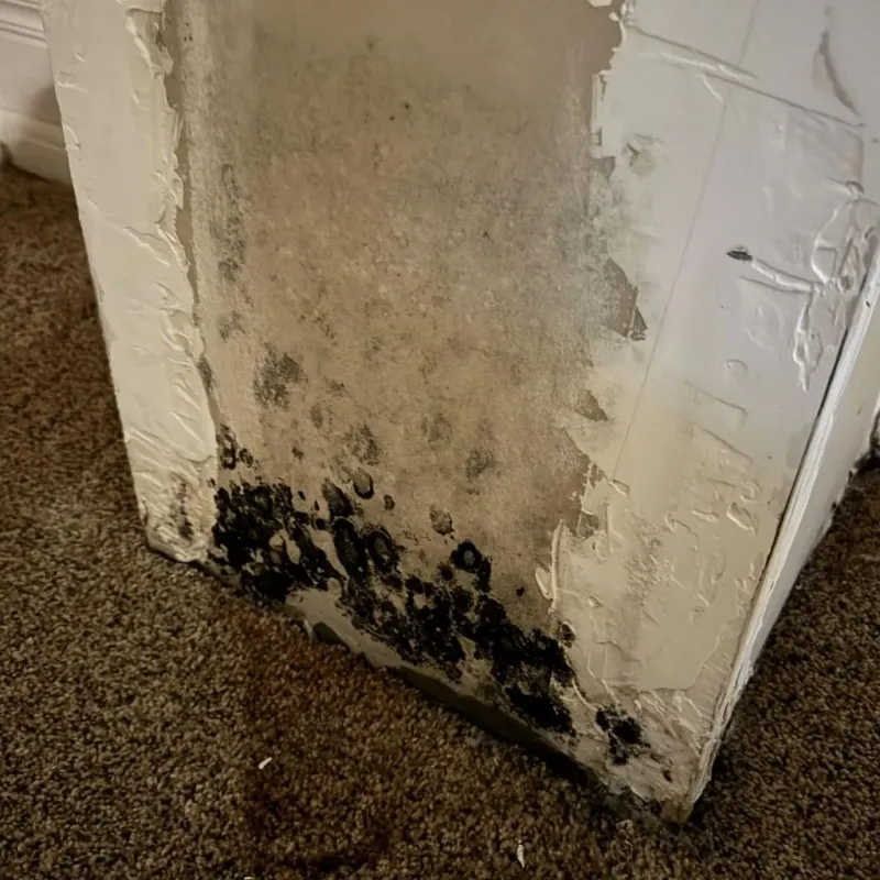Professional Mold Removal in Calhoun County, TX